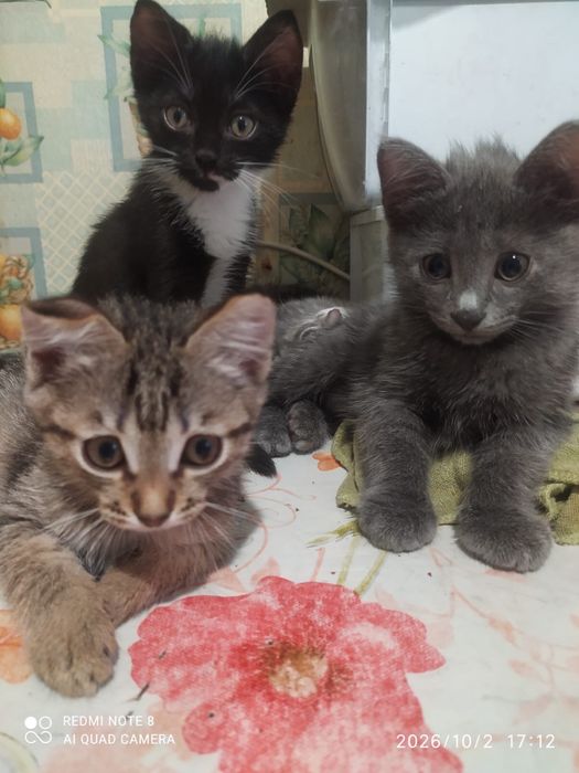 КОТЯТА в добрые руки. пишите на ватсап
