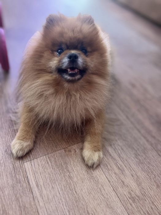 Померанский шпиц вязка