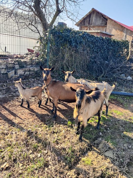 Iezi alpina franceza