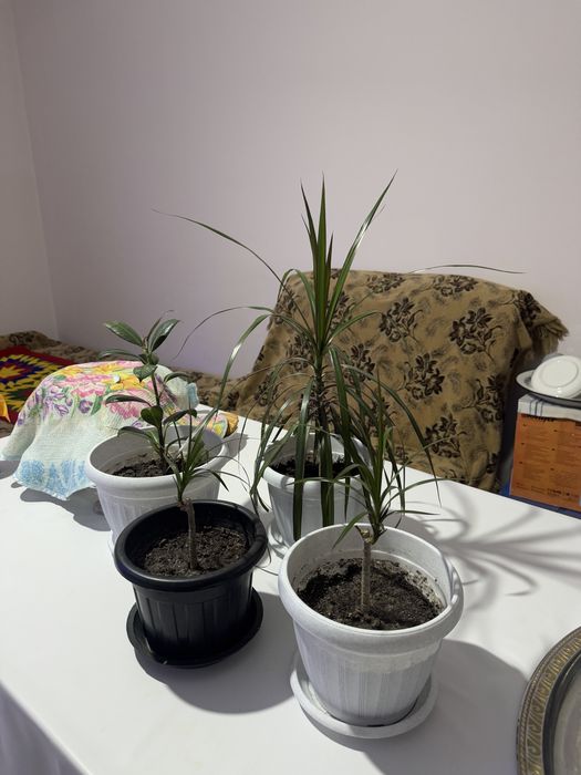 Продаю Цветы 3 мың