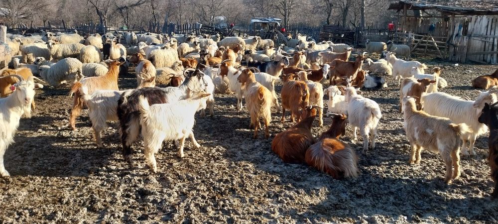 Vand sau schimb capre pe vaci si vitei