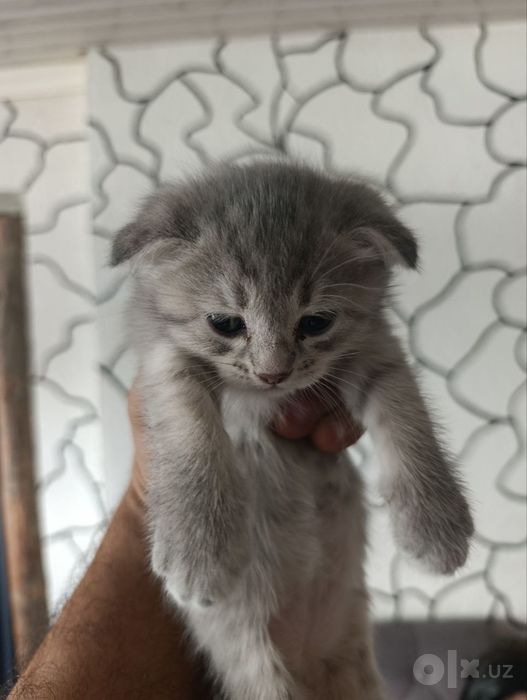 Срочно продается котята