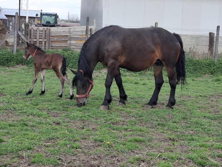 Vand iapa de 4 ani cu manza de 5 zile