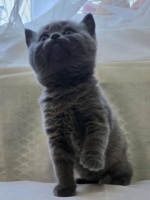 Scottish fold și Scottish straight  blue.