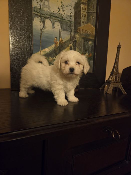 Bichon maltez talie mica