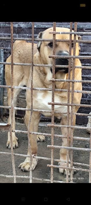 Продам взрослого Алабая!