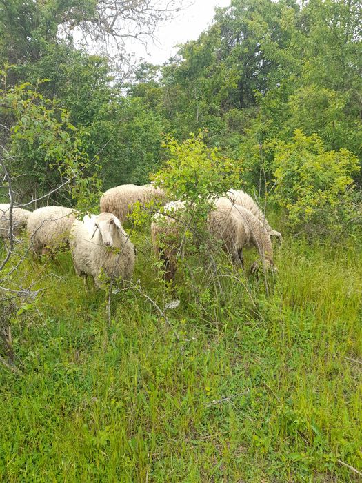 Продавам 11 дойни овце и 1 коч