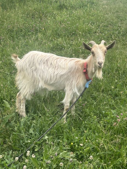 De vanzare o capra saneen la prima fatare si un tap anglonubian de 9 luni