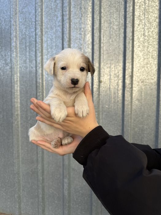 Отдам щенков в хорошие руки