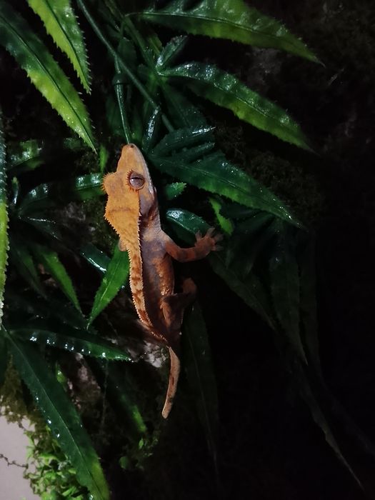 Gecko crested-correlophus cliliatus cu terariu