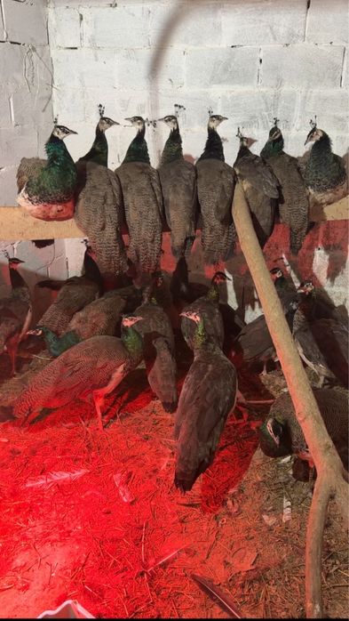 Павлины не дорого