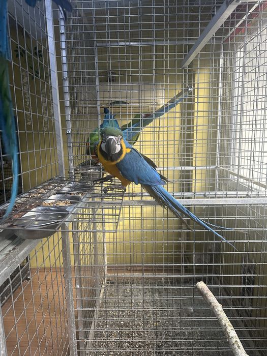 Pui papagal ara araruna