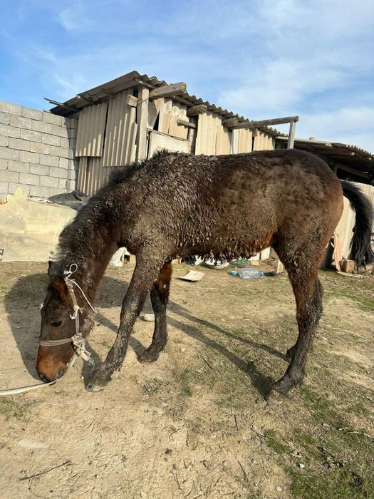 полторашка сатылады