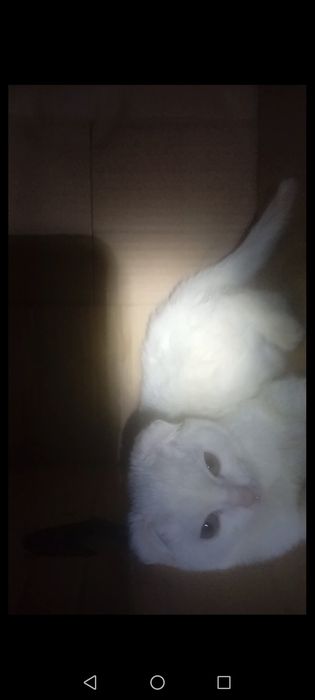 Продаются котята скотиш-фолд девочки . Белые.