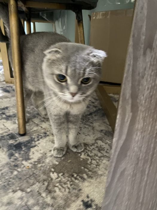 Скотиш фолд вислоухий