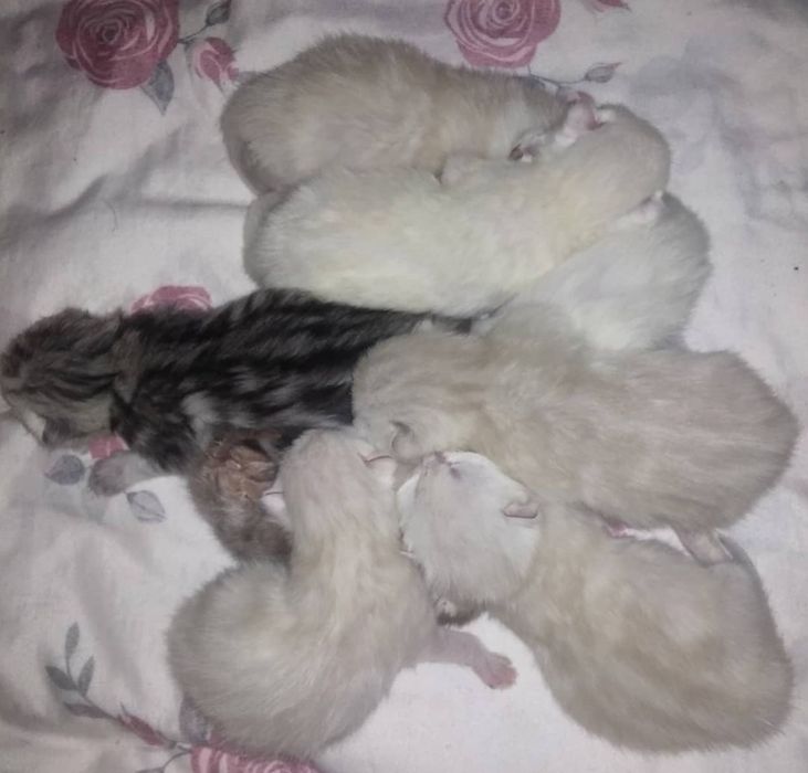 Кот для вязки. Скоттиш фолд.