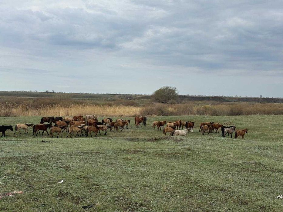 Продается крестьянское хозяйство