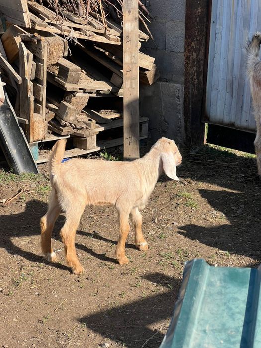 Продам козу с козлёном срочно