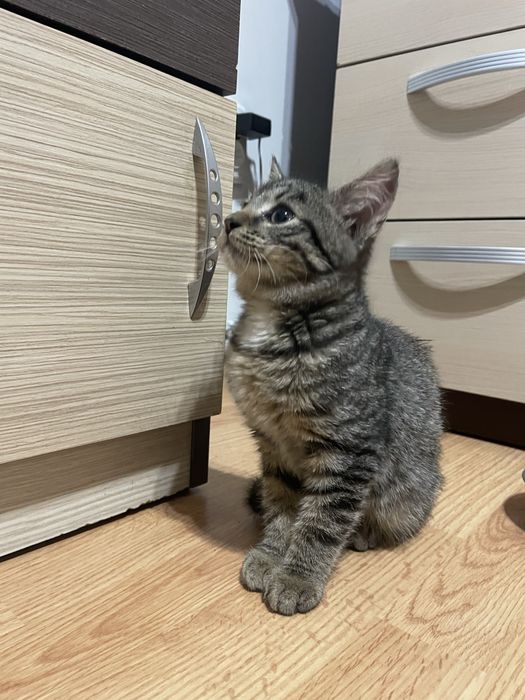 Pisica tigrata cuminte