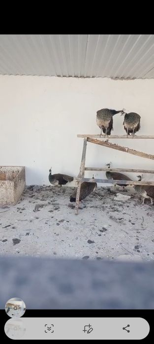 Продоется павлины