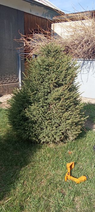 Голубые, зеленые ёлки, пихта