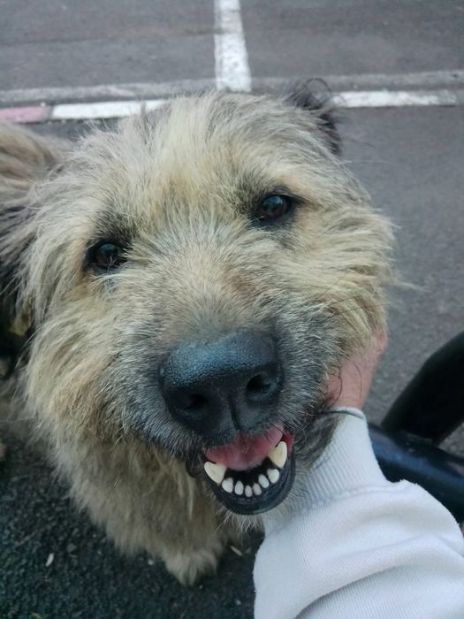 Ma numesc bobi si am nevoie urgent de o familie ,nu ma vrea nimeni