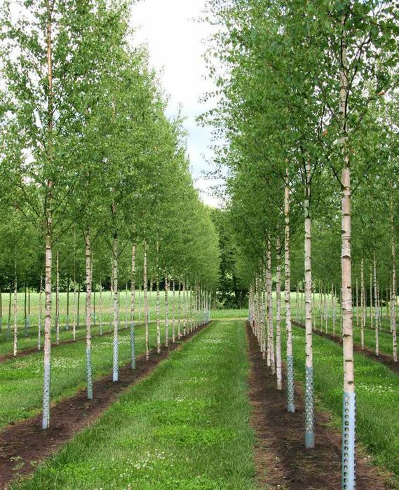 Саженцы карагач,каштан,клён,дуб,ива,берёза,липа,акация, и др