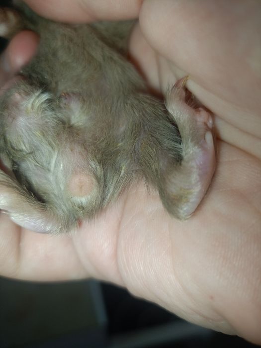 Морские свинки малыши