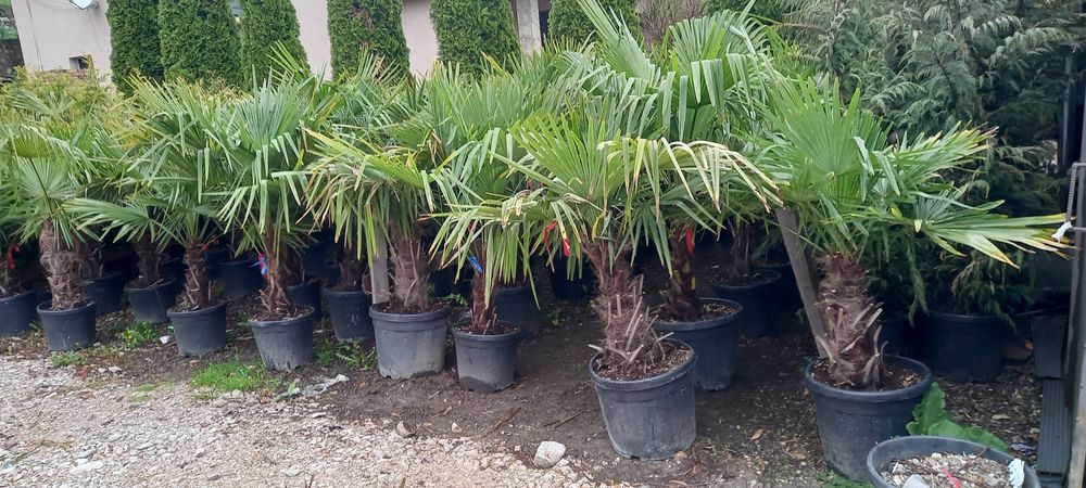 Vindem plante ornamentale tuia spiral măslin palmieri mestecân palmier