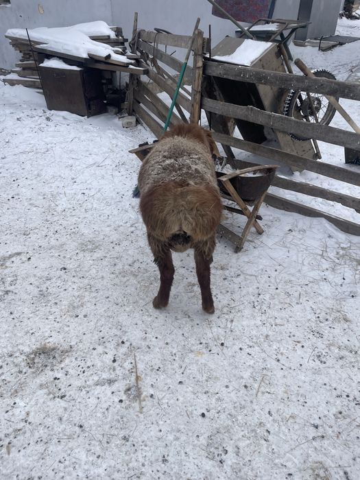 Кошкар 7-8 ай калада