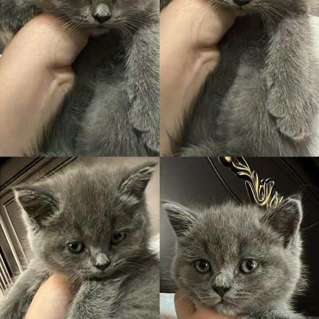 Britanes+skotish fold mushukchalar