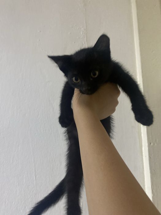 Отдаю котят бесплатно