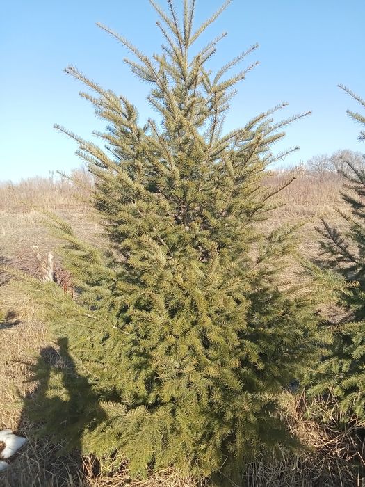 Пихта разных размеров