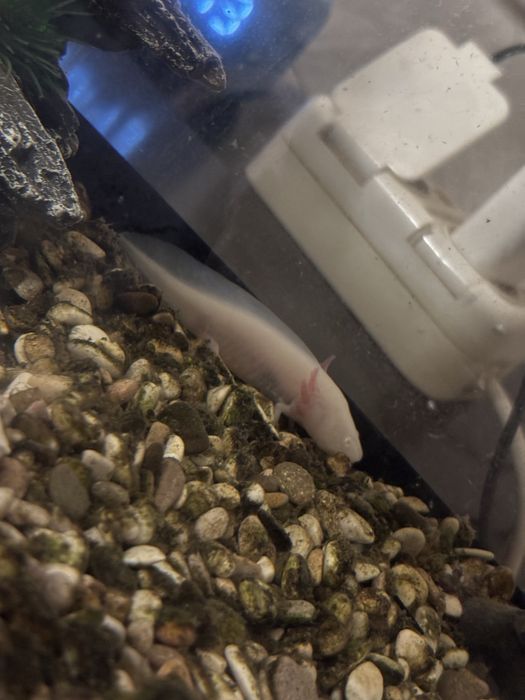 маленький Аксолотль