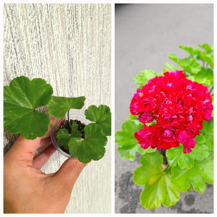 Сциндапсус Треби