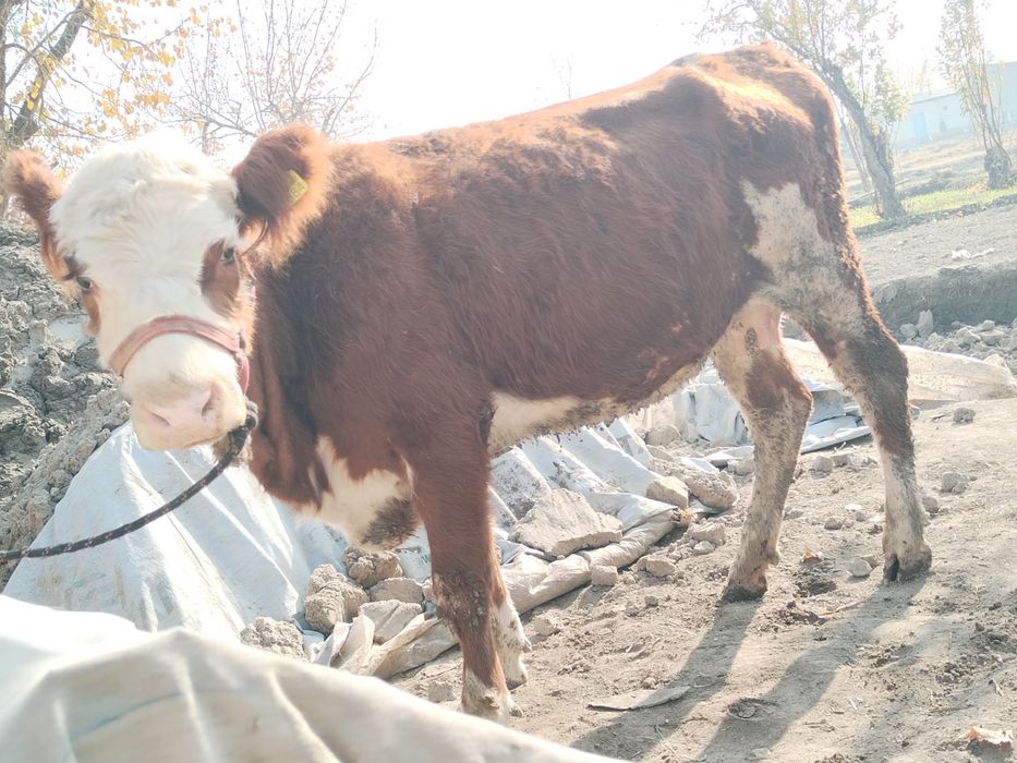 Ona bola grenford sigir