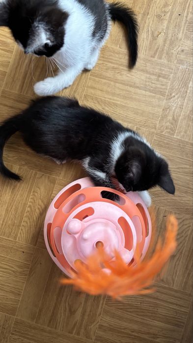Котики очень умные! Возраст 2 месяца.
