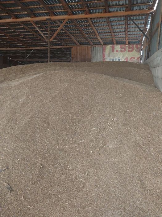 Triticale si secara de vanzare