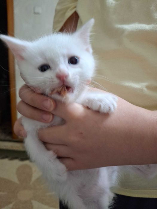В добрые руки котята