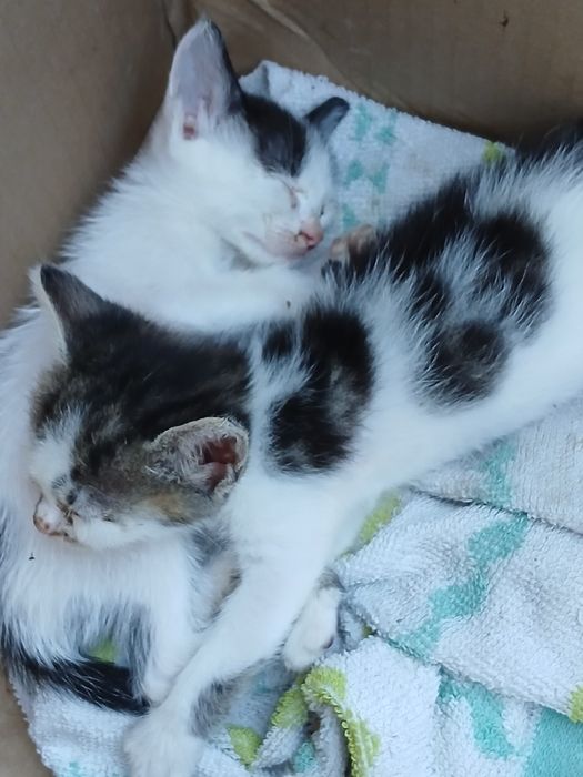 Un pisoi dragalas pentru adoptie