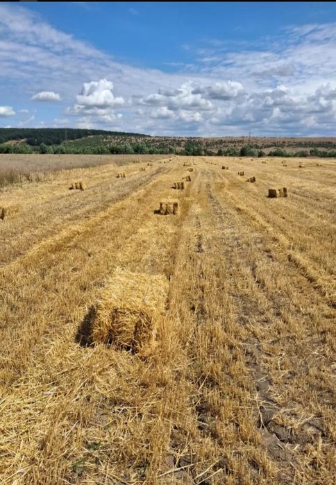 Vând baloți paie rotunzi
