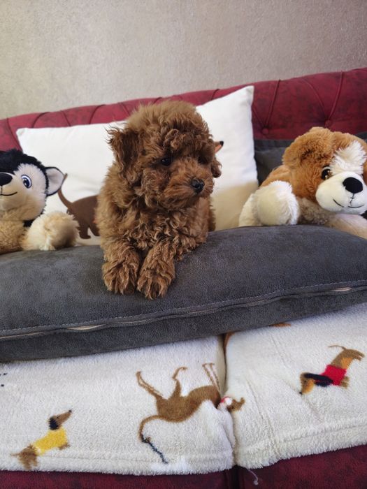 Мини пудел ред  ( Mini poodle red )