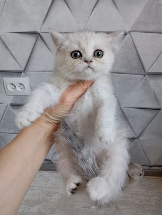 Продаю котят шиншиллы