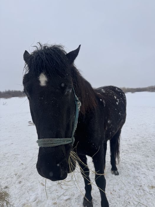 Жылқы сатылады (Астана)