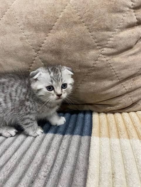Британские котята