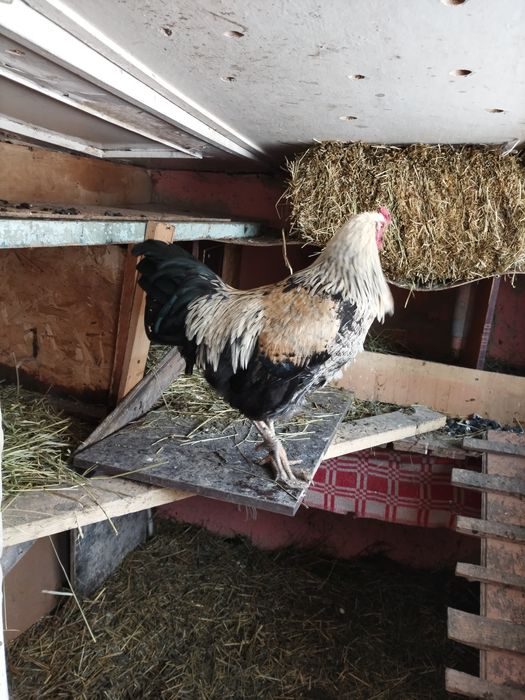 Продам молодых петушков