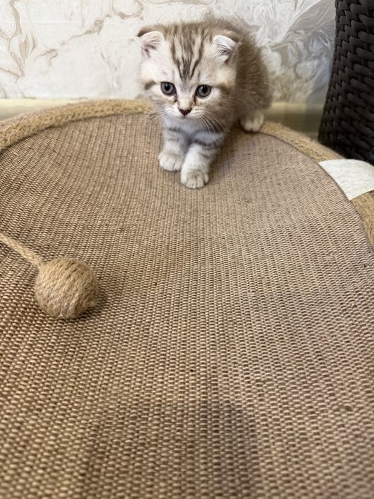 Продам красивых котят