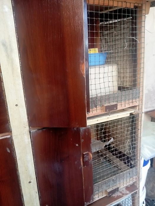 Куен катак  хуроз катак quyon katak xo'roz katak