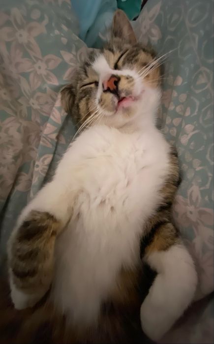 Pet sitting și cazare temporară pentru câini și pisici