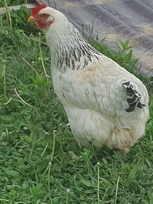 Perechi Cocos Brahma și gaină talie mare